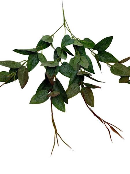 Ruskus gałązka 70 cm zielony z bordem