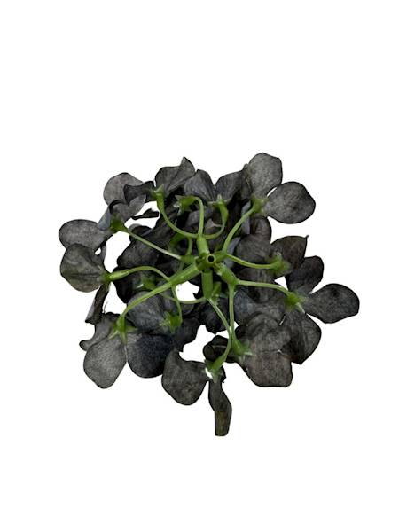 Hortensja główka 13 cm ciemno szara