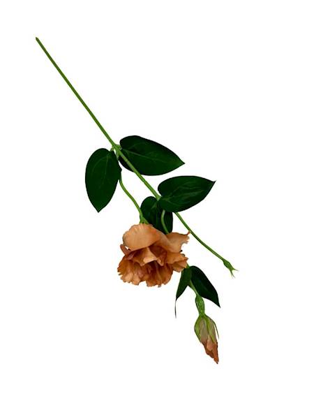 Eustoma gałązka 48 cm brązowa