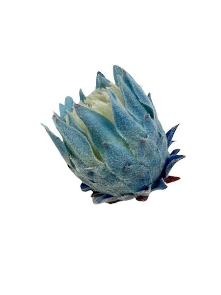 Protea główka 9 cm niebieska