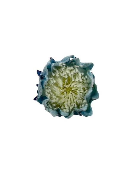 Protea główka 9 cm niebieska