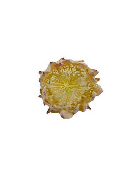 Protea główka 9 cm kremowa z różem