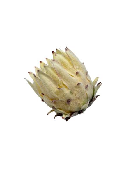 Protea główka 9 cm kremowa