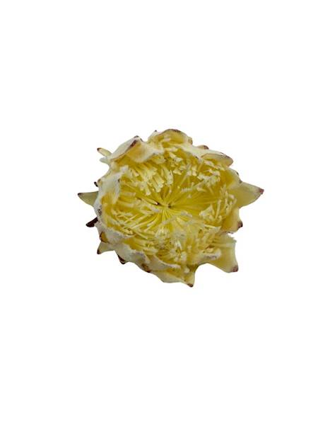 Protea główka 9 cm kremowa