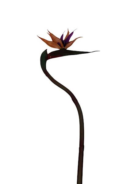 Strelicja 85 cm brąz