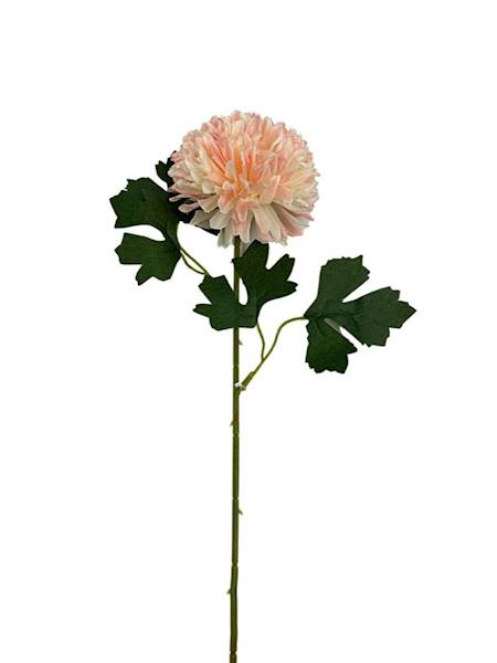 Chryzantema gałązka 50 pudrowy róż z kremem