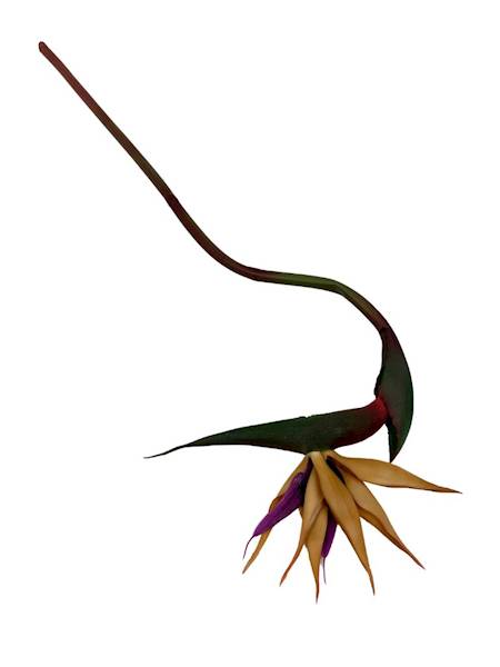 Strelicja 85 cm beż