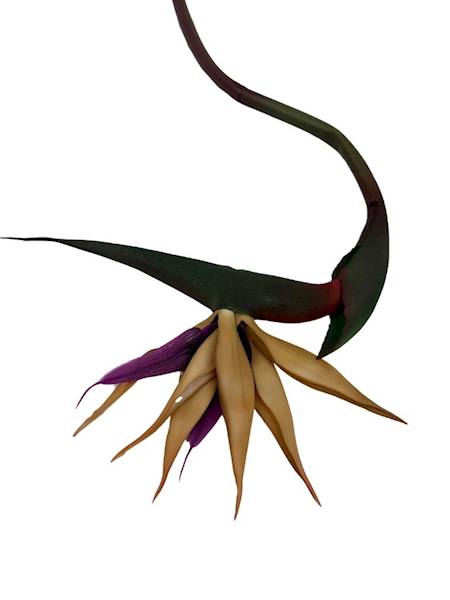 Strelicja 85 cm beż