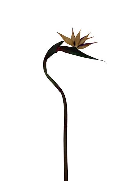 Strelicja 85 cm beż