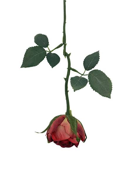 Róża gałązka 35 cm czerwono zielona