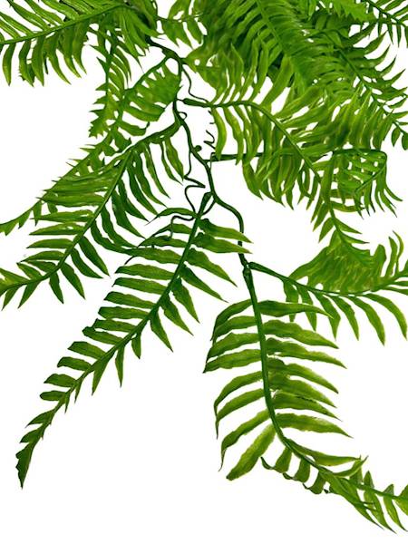 Paproć zwis 90 cm zielona