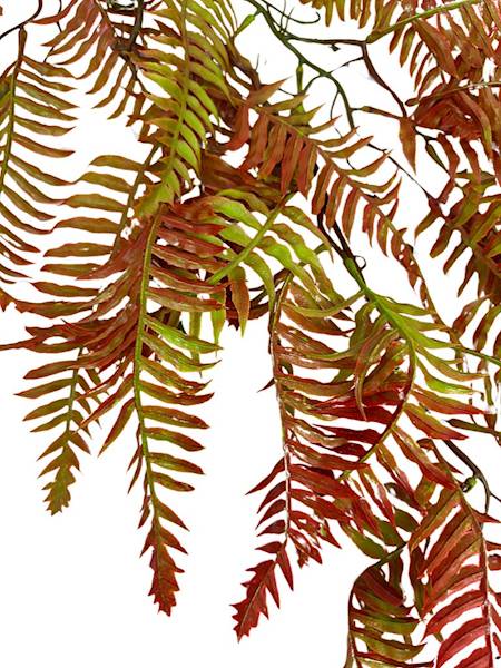 Paproć zwis 90 cm czerwono zielona