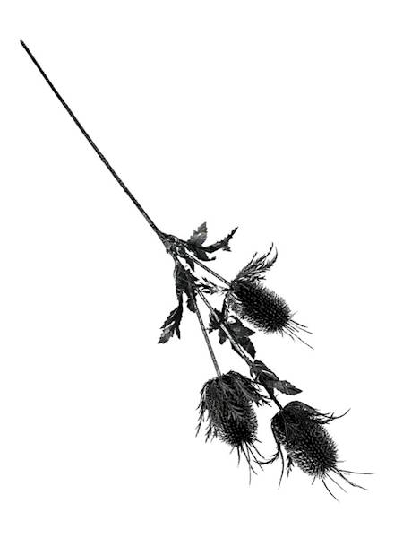 Gałązka osty 65 cm czarno srebrna