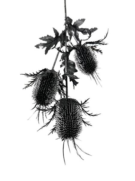 Gałązka osty 65 cm czarno srebrna