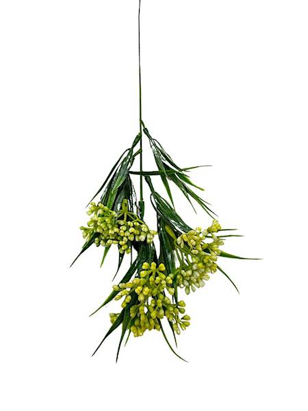 Chlorofitum dodatek 44 cm żółty