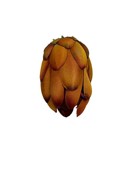 Protea główka wys.10 cm miodowa