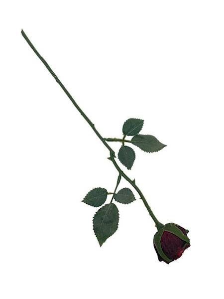 Róża gałązka 35 cm bordowa