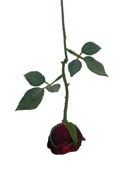 Róża gałązka 35 cm bordowa