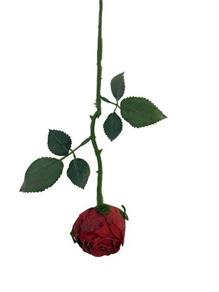 Róża gałązka 35 cm czerwona