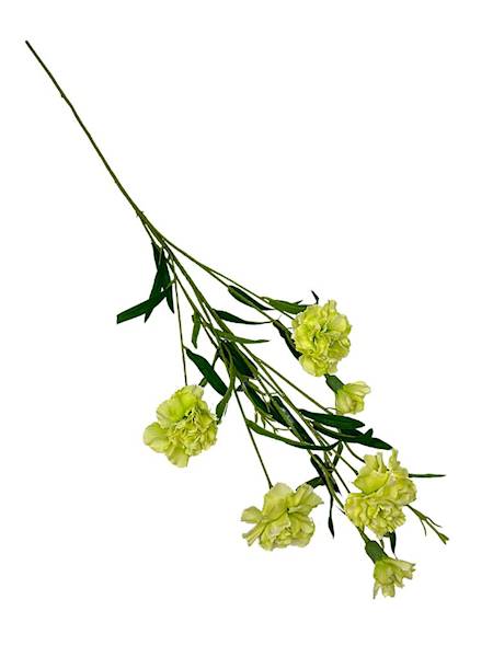 Goździk gałązka 73 cm zielony