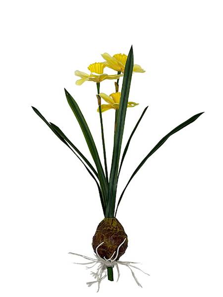 Żonkile jasno żółte z cebulką