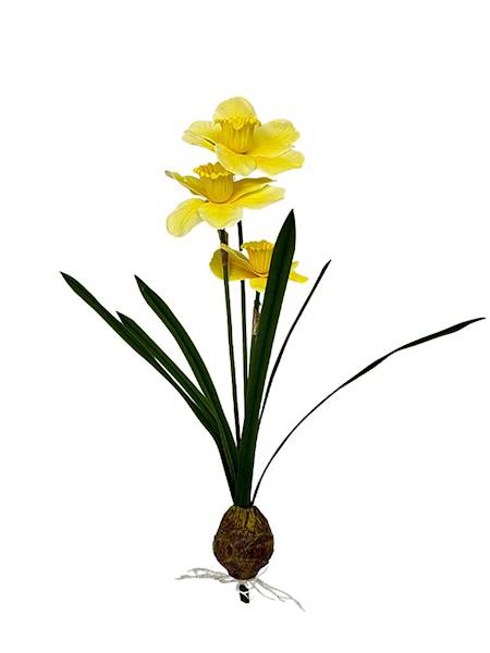 Żonkile jasno żółte z cebulką