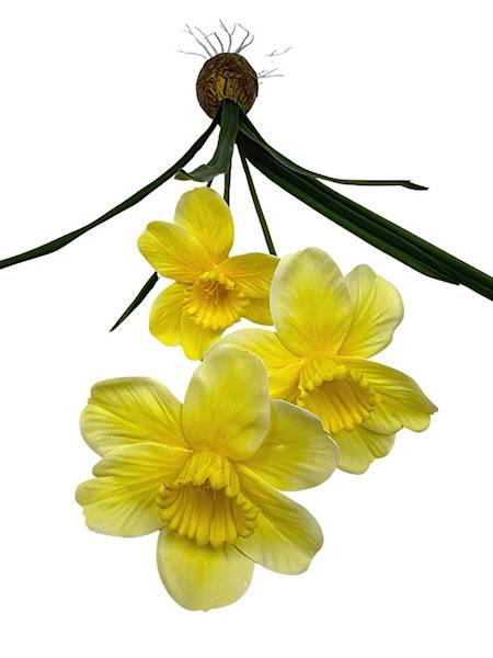 Żonkile jasno żółte z cebulką