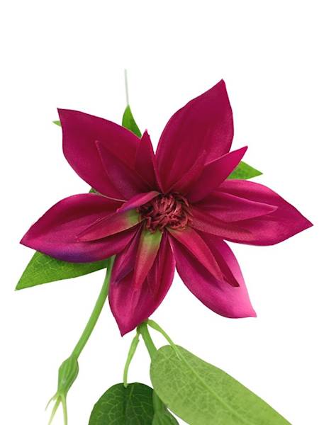 Klematis gałązka 48 cm mocny róż