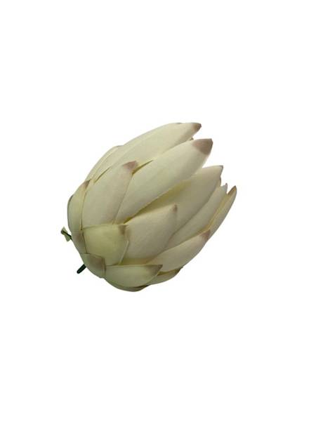 Protea główka 11 cm kremowa