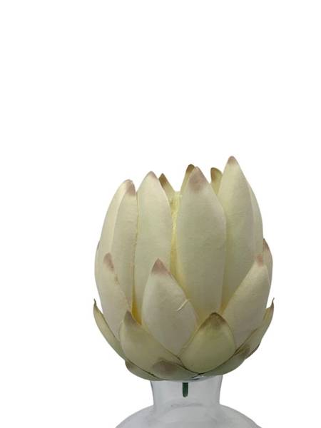 Protea główka 11 cm kremowa