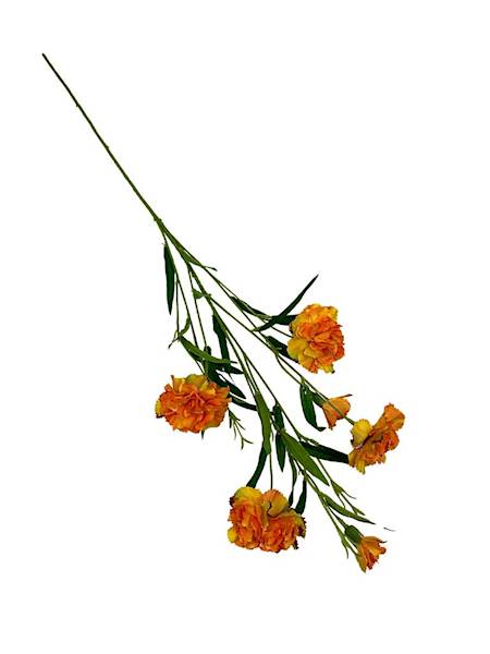 Goździk gałązka 73 cm herbaciany