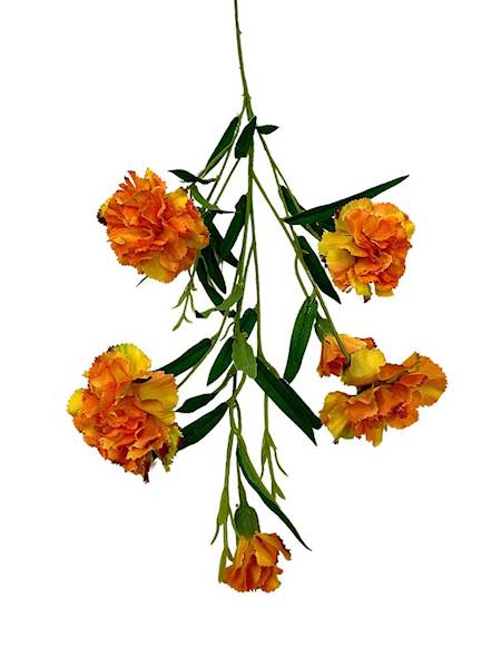 Goździk gałązka 73 cm herbaciany