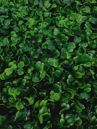 Mata plastikowa bukszpanowa 27 cm x 27 cm