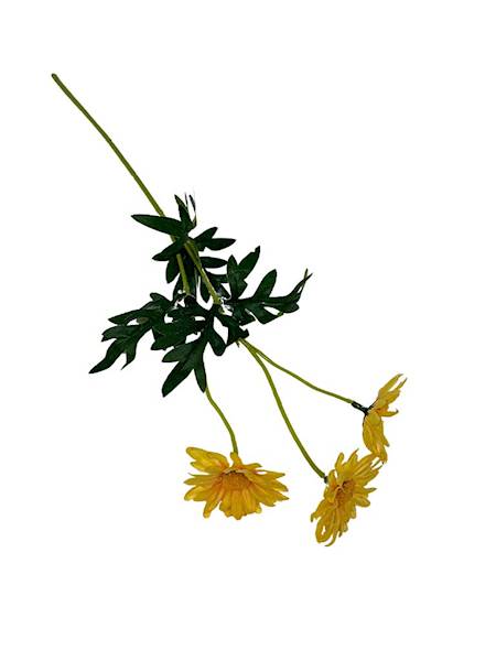 Margaretka gałązka 50 cm żółta