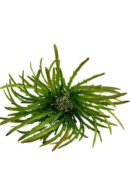 Dziewięćsił zielony 70 cm