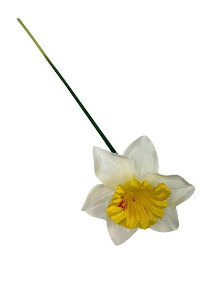 Żonkil narcyz gałązka 41 cm biało żółty