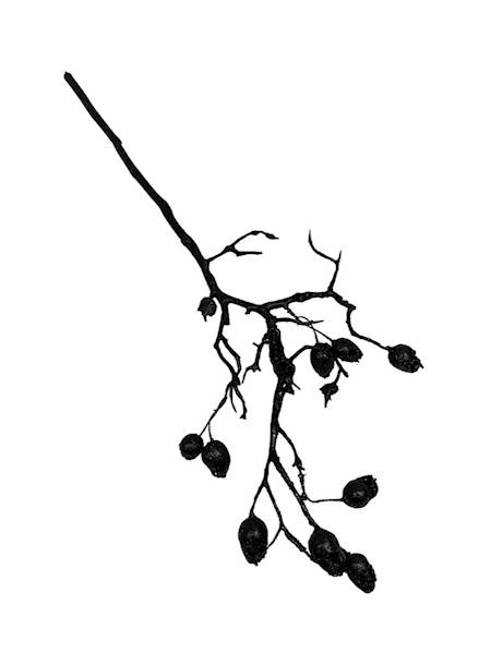 Dekoracja czaszki 70 cm czarna brokat