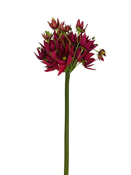 Agapantus gałązka 57 cm jasno bordowy