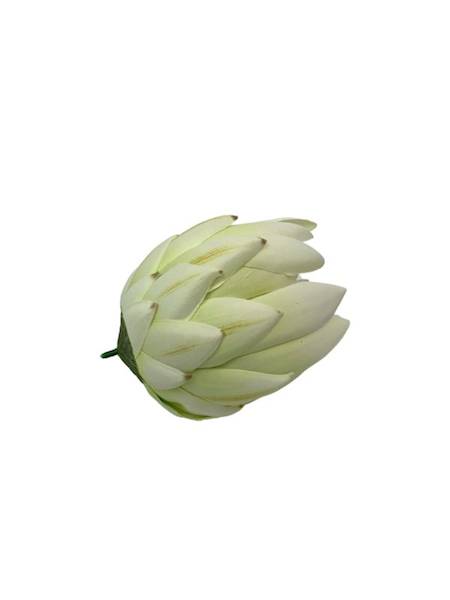 Protea główka 11 cm biała