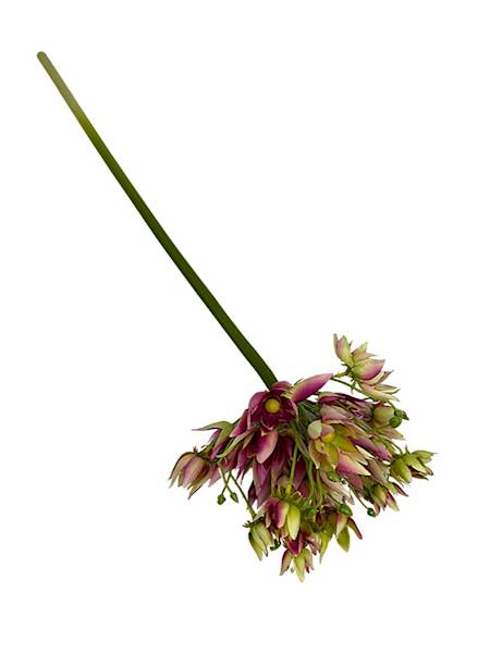 Agapantus gałązka 57 cm różowo zielony