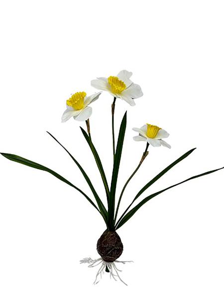 Żonkile biało żółte z cebulką