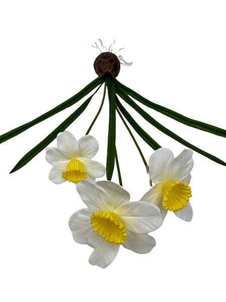 Żonkile biało żółte z cebulką