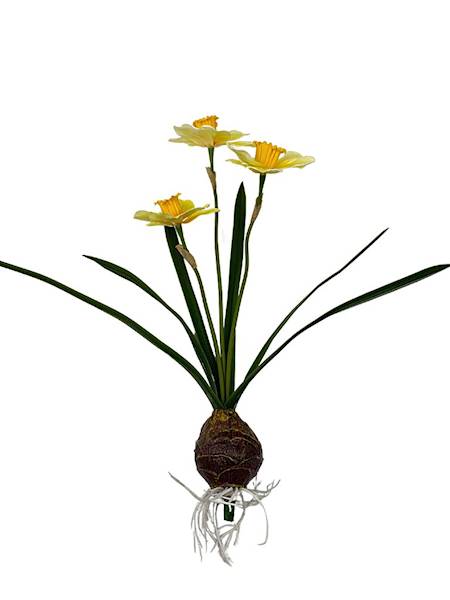 Żonkile żółte z cebulką