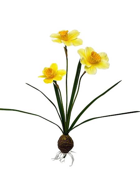 Żonkile żółte z cebulką