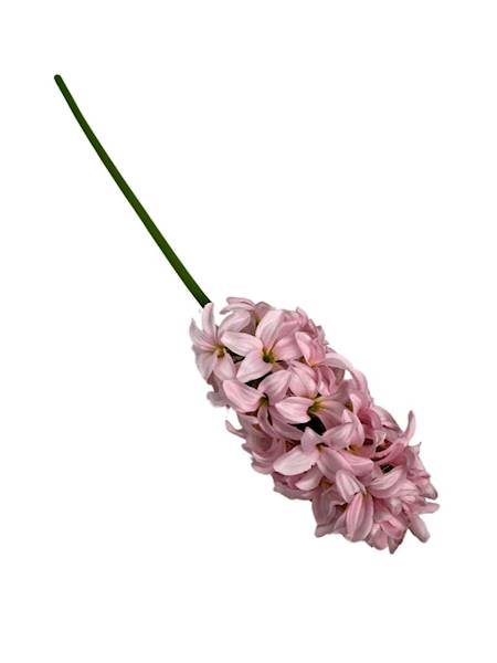 Hiacynt gałązka 40 cm jasny róż