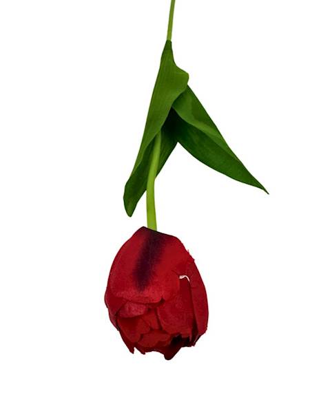 TULIPAN GAŁĄZKA 55 CM CZERWONY 