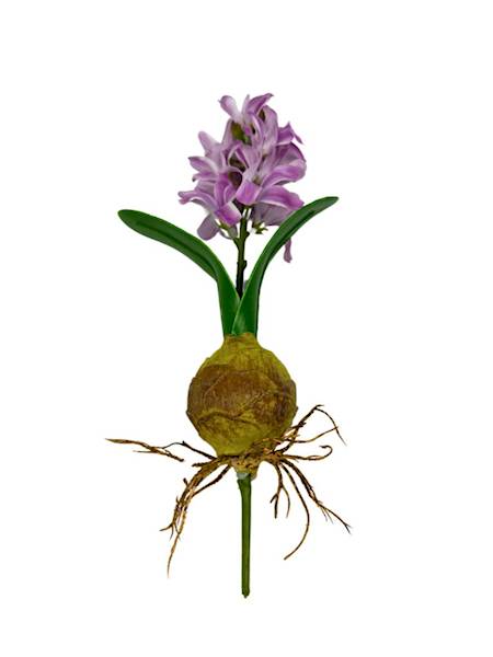 HIACYNT Z CEBULĄ 24 CM FIOLET