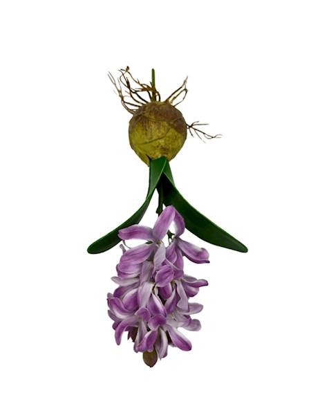 HIACYNT Z CEBULĄ 24 CM FIOLET
