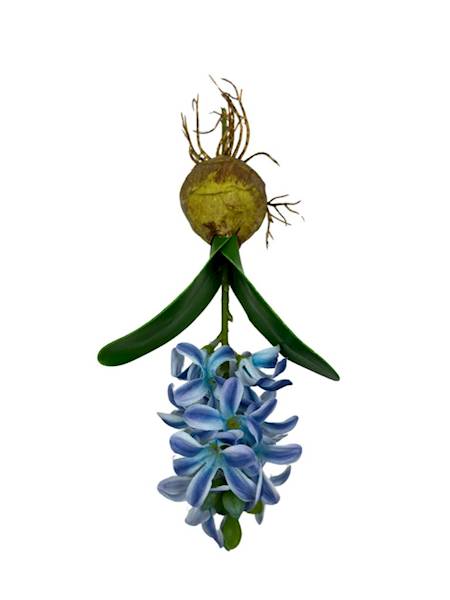 HIACYNT Z CEBULĄ 24 CM NIEBIESKI