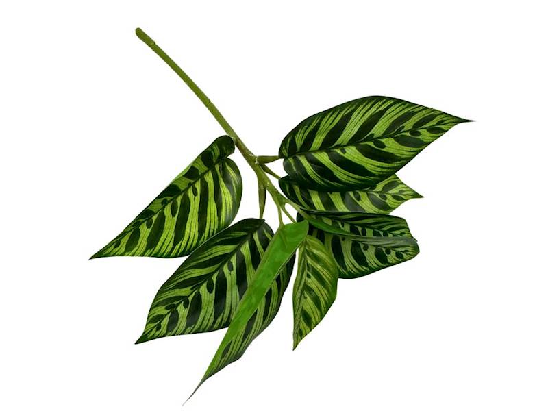 LIŚCIE KALATEA 28 CM JASNO ZIELONE